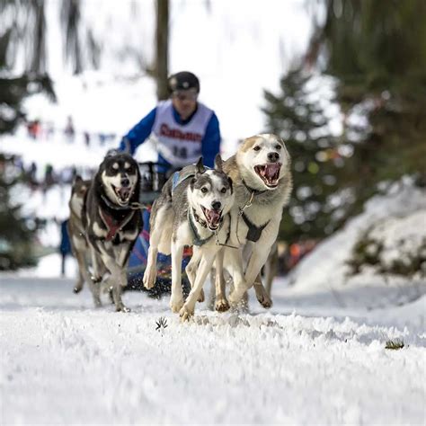 IDITAROD TRAIL SLED DOG RACE - March 3, 2024 - National Today
