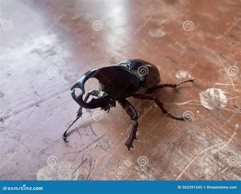 Cool Black Beetle with Big Horns Stock Image - Image of black, cool ...