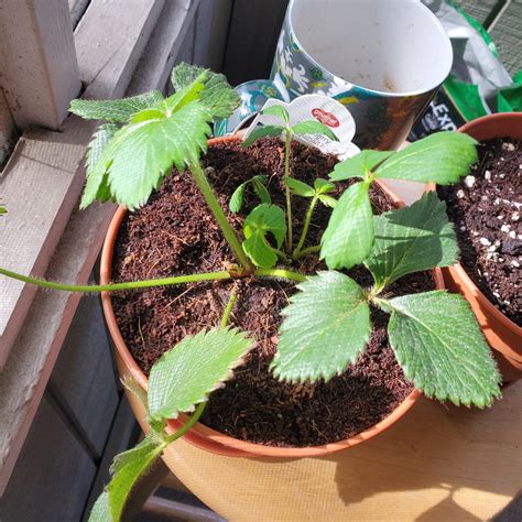 🍓 Propagating My Garden Strawberry: Step-by-Step Guide