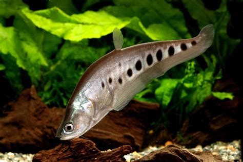 Clown Knife Fish (Chitala ornata): The Ultimate Guide - Fish Laboratory