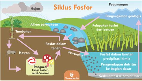 Image result for Spring Box Structure