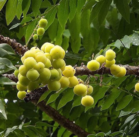 CooPany® SMALL AMLA/ARAI NELLIKAI LIVE PLANT : Amazon.in: Garden & Outdoors