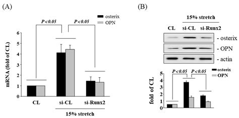 Mechanical Stretch Induced Osteogenesis on Human Annulus Fibrosus Cells ...