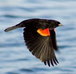 Image result for Order Status