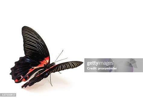 Image result for Buterfly Side View