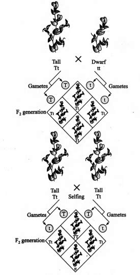 A pure tall Pea plant is crossed with pure dwarf Pea plant. The progeny ...