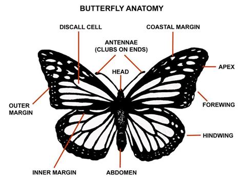 butterfly diagram dsp
