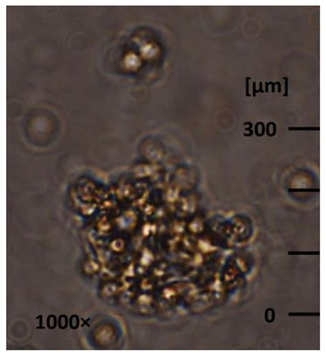 Treatment of Hydrothermal-Liquefaction Wastewater with Crossflow UF for ...