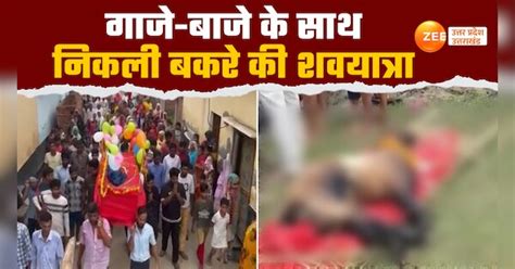 amroha goat shav yatra with full celebrations watch video here | Amroha ...