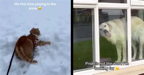 Animal Bloopers Compilation 的图像结果