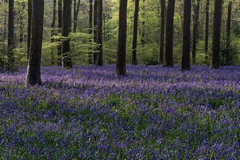 Image result for Machine Learning Bagging Tree