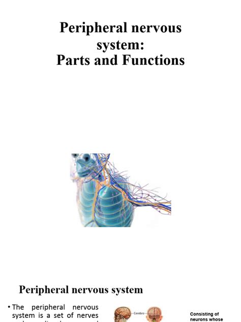 Peripheral Nervous System | PDF | Nerve | Autonomic Nervous System