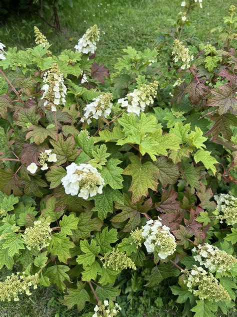 Hydrangea Oakleaf Ruby Slippers | Des fleurs blanches et des feuilles ...