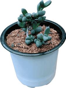 Plantvriksh Coleus Plant Price in India - Buy Plantvriksh Coleus Plant ...