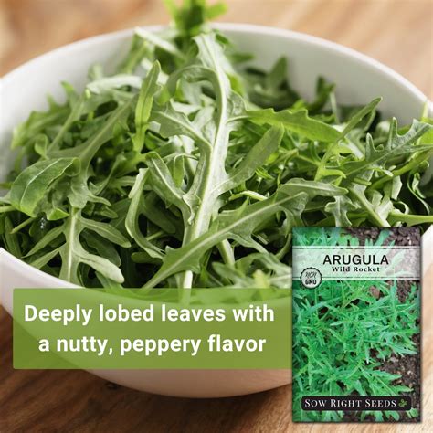 Wild Rocket Arugula Seeds for Planting | Fast-Growing Favorite - Sow ...
