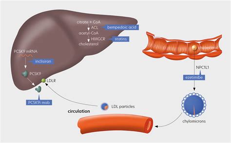 Lipid lowering therapies – Lipid Tools