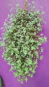 Bolivian Wandering Jew(Creeping inch Plant) : Amazon.in: Garden & Outdoors