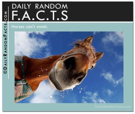 Image result for Appropriate Random Facts