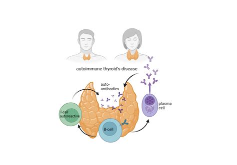 autoimmune thyroid's disease | BioRender Science Templates