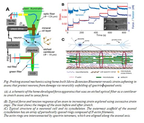Molecular shock absorbers buffer axonal tension of nerve cells ...