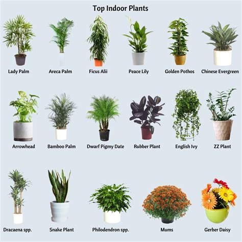 How Much Do Indoor Plants Improve Air Quality? - Air Purifier Issues