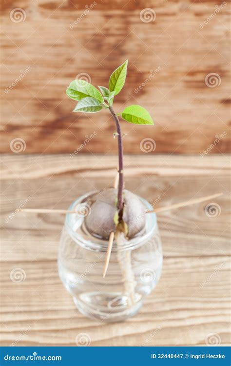 Germinating Avocado - Part 4 Stock Image - Image of stone, glass: 32440447