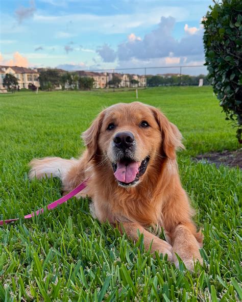 Dev | dog mom + boy mom | Maybe I’ll make Sunday photo dumps a thing. Since I was sick last week ...