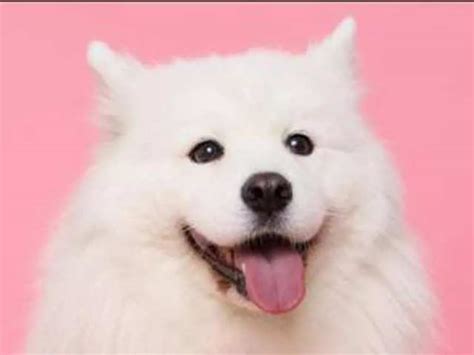 joe sugg: Dianne Buswell's boyfriend and internet celebrity Joe Sugg ...