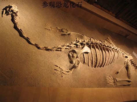 恐龙骨骼，恐龙骨架化石，化石模型制作公司_自贡大洋艺术有限责任公司