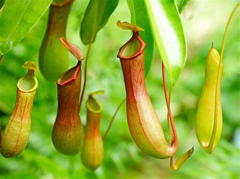 How Do Fly Eating Plants Work at Kathleen Flores blog