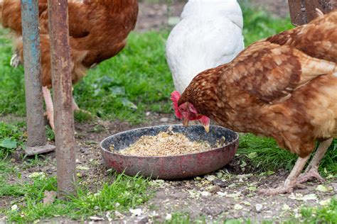 Can Chickens Eat Oatmeal? - The Organic Goat Lady