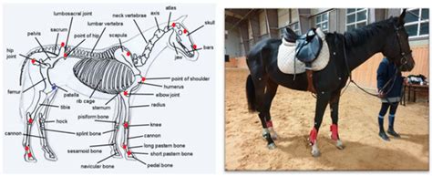 The Effect of 12 Weeks of Saddle Horse Conversion Training on ...