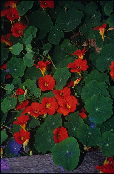 Promise of Realisation : spiritual meaning of flower