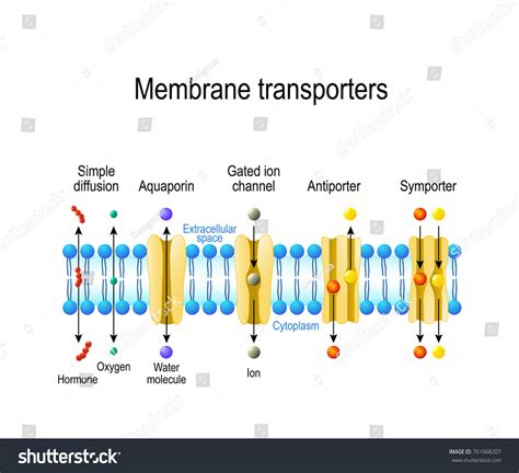 Ilustrasi Stok Mechanisms Transport Ions Molecules Across Cell 761068207 - mechanism of transport across cell membrane