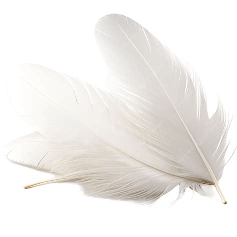 Group Of White Feathers Isolated On Transparent Background, Group Of White Feathers, Feathers ...