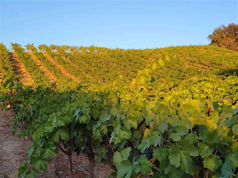 Gallery | Laguna Canyon Winery