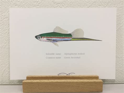 Xiphophorus hellerii(green swordtail) Drawing Postcard | Osakanacraft
