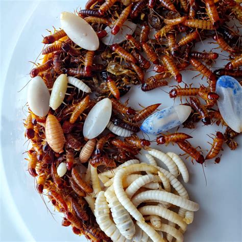 Leopard Gecko Feeding & Nutrition Guide (2025) – Insects, Supplements ...