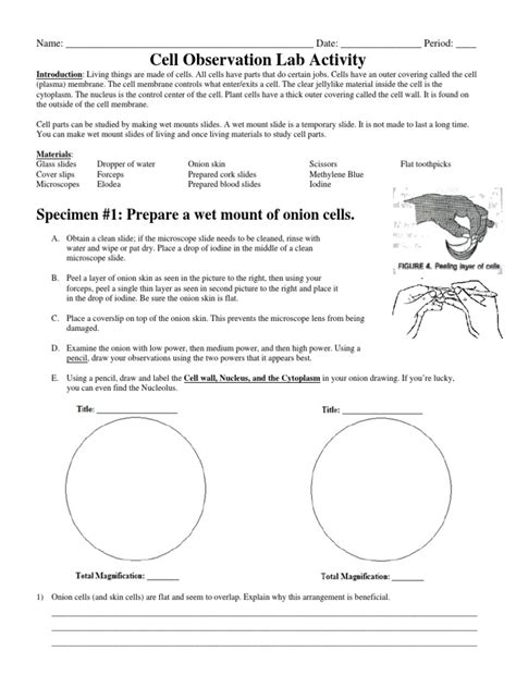 Image result for Microscope Lab Activity