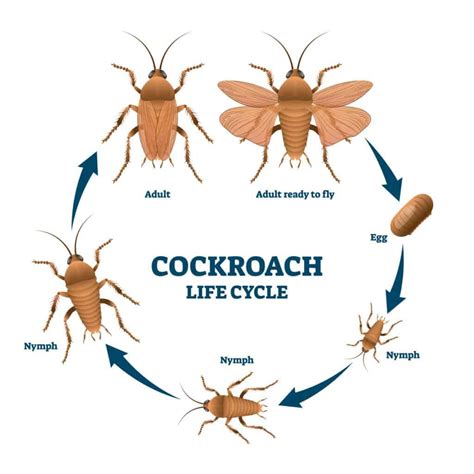 Image result for Cockroach Hatching