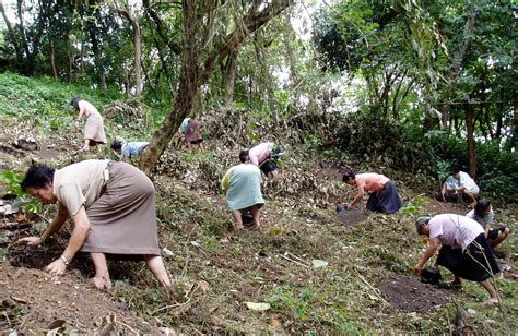 Image result for Community Tree-Planting