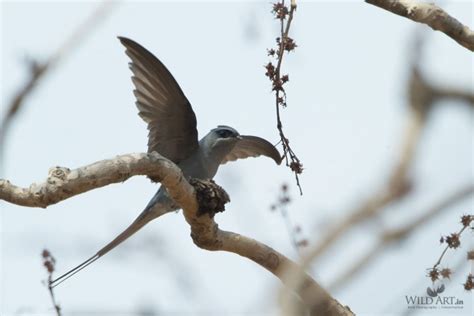 Gallery | WildArt | Birds of Indian SubContinent
