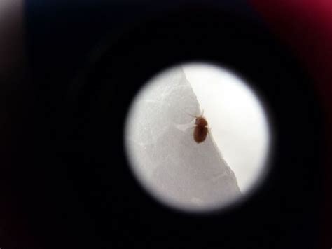 今天在床垫子上发现了3条虫子，一厘米长屁股上有毛是什么虫子_百度知道