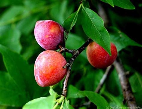 Creative Farmer Exotic Plum Live Plant Victoria Plums Self-Pollinate ...