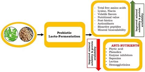 Role of lacto-fermentation in reduction of antinutrients in plant-based ...