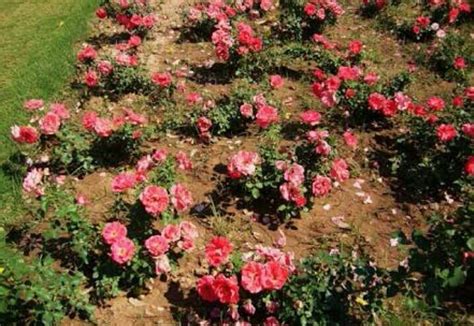 THE 10 BEST Resorts near Chandigarh Rose Garden