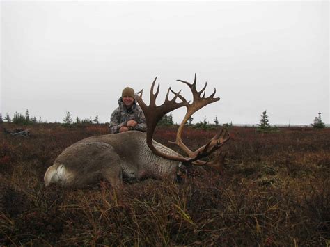 Caribou Photos | Alaska Brown Bear Hunts - Litzen Guide Service