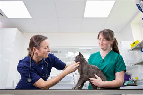 What Are All The Different Types Of Veterinarians at Dennis Marquis blog