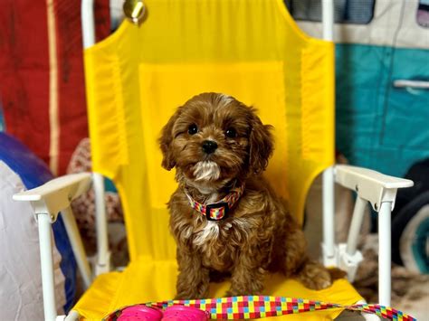 Rezultat imagine pentru Cavapoo Barking