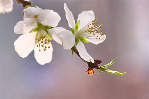 春暖花开！油菜花写真专辑_植物_太平洋科技